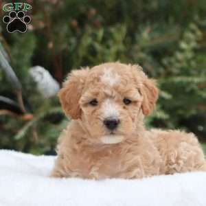 Gracie F1B, Mini Goldendoodle Puppy